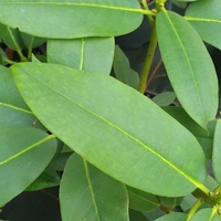 Rhododendron sikiangense SDR7932